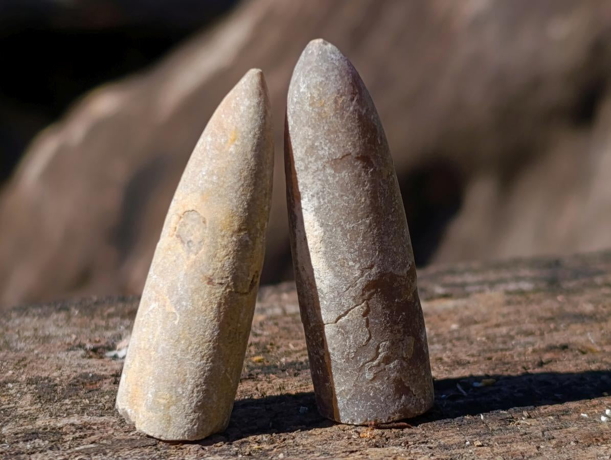 Natural Belemnite Rostrum Fossils x 2.1 Kg Lot From Madagascar - Toprock Gemstones and Minerals 