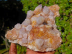 Natural Spirit Ametrine Clusters x 2 From Boekenhouthoek, South Africa - Toprock Gemstones and Minerals 
