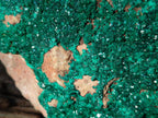 Natural Large Dioptase on Dolomite Specimen x 1 From Likasi, Congo - Toprock Gemstones and Minerals 