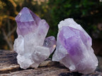 Natural Jacaranda Amethyst Crystals x 12 From Mumbwa, Zambia - Toprock Gemstones and Minerals 