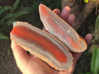 Polished One Side Red Shashe River Agate Nodules x 7 From Shashe River, Zimbabwe - Toprock Gemstones and Minerals 