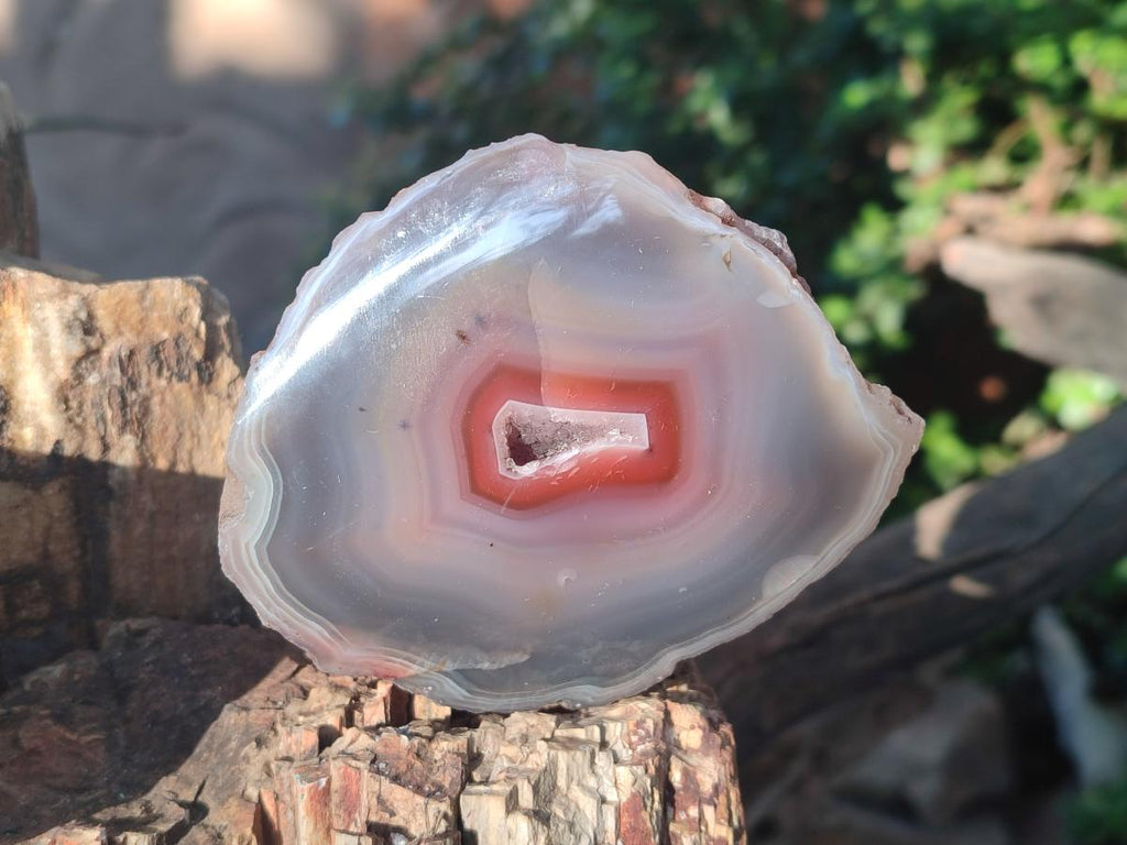 Polished One Side Red Shashe River Agate Nodules x 7 From Shashe River, Zimbabwe - Toprock Gemstones and Minerals 