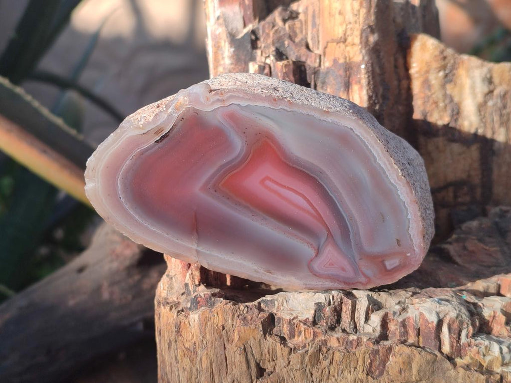 Polished One Side Red Shashe River Agate Nodules x 7 From Shashe River, Zimbabwe - Toprock Gemstones and Minerals 