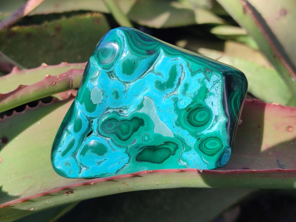 Polished Malacolla Free Forms x 6 From Kulukuluku, Congo - Toprock Gemstones and Minerals 