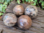 Polished Dadoxylon Petrified Wood Spheres x 4 From Gokwe, Zimbabwe - Toprock Gemstones and Minerals 