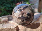 Polished Dadoxylon Petrified Wood Spheres x 4 From Gokwe, Zimbabwe - Toprock Gemstones and Minerals 
