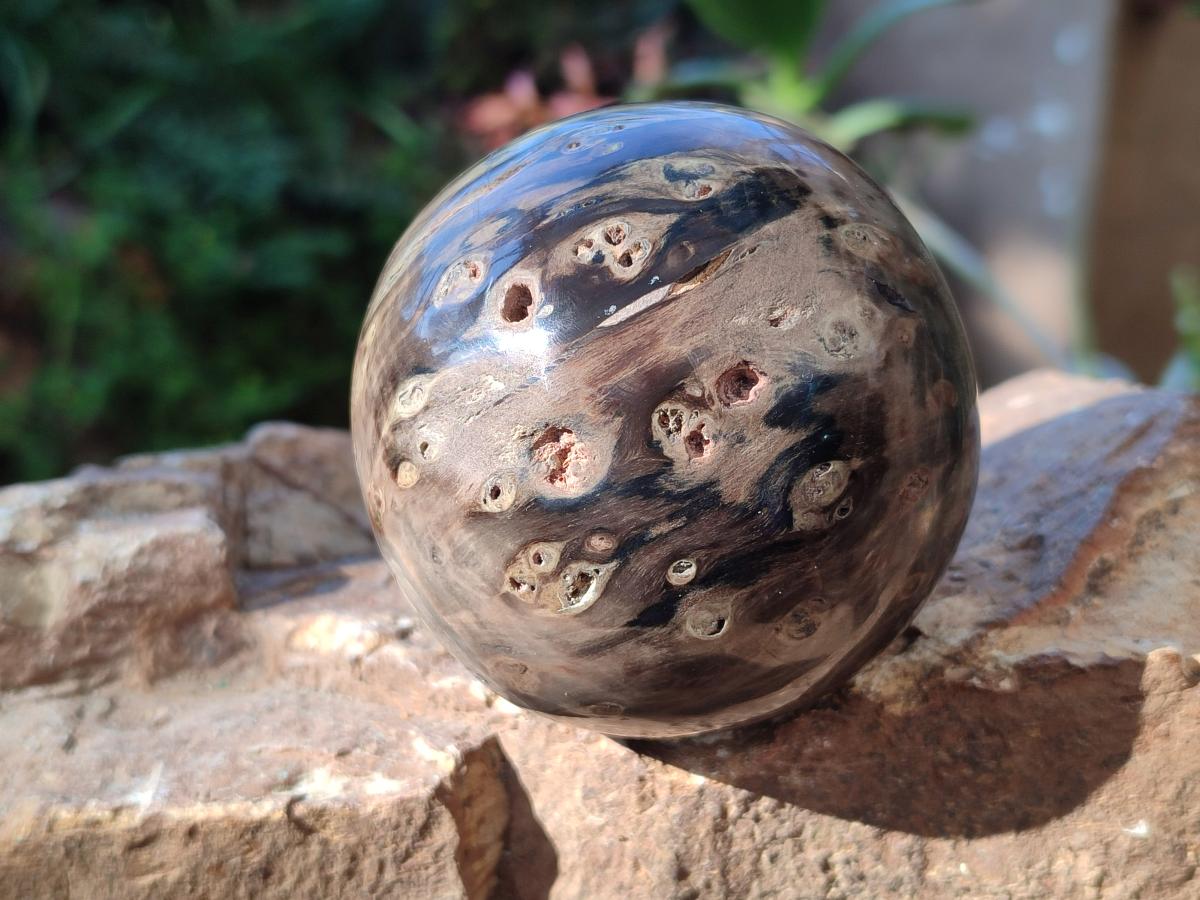 Polished Dadoxylon Petrified Wood Spheres x 4 From Gokwe, Zimbabwe - Toprock Gemstones and Minerals 