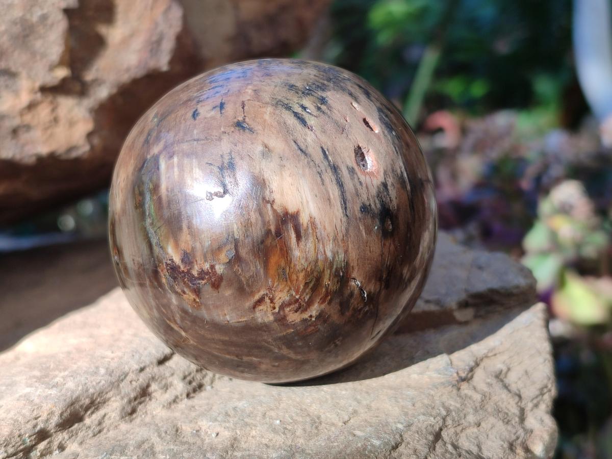 Polished Dadoxylon Petrified Wood Spheres x 4 From Gokwe, Zimbabwe - Toprock Gemstones and Minerals 