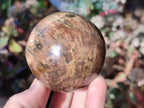 Polished Dadoxylon Petrified Wood Spheres x 4 From Gokwe, Zimbabwe - Toprock Gemstones and Minerals 