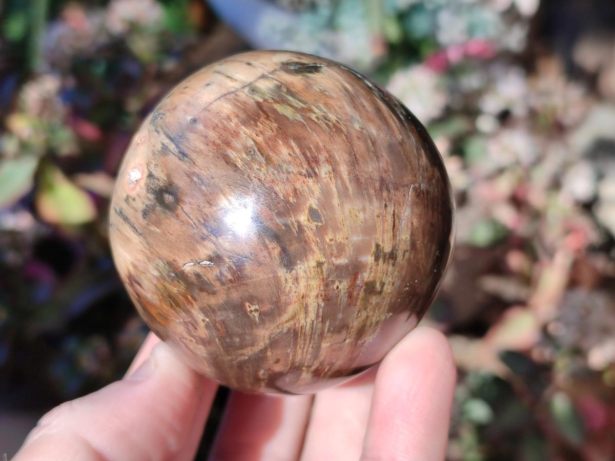 Polished Dadoxylon Petrified Wood Spheres x 4 From Gokwe, Zimbabwe - Toprock Gemstones and Minerals 