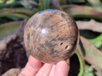 Polished Dadoxylon Petrified Wood Spheres x 4 From Gokwe, Zimbabwe - Toprock Gemstones and Minerals 