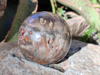 Polished Dadoxylon Petrified Wood Spheres x 4 From Gokwe, Zimbabwe - Toprock Gemstones and Minerals 