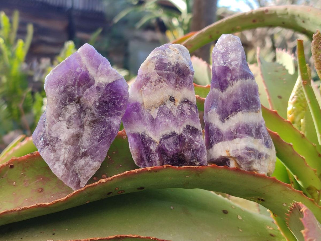 Natural Chevron Amethyst Witches Hat Crystals x 24 From Zambia - Toprock Gemstones and Minerals 