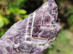 Natural Chevron Amethyst Witches Hat Crystals x 24 From Zambia - Toprock Gemstones and Minerals 