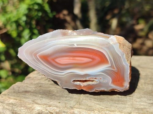 Polished One Side Red Shashe River Agate Nodules x 4 From Shashe River, Zimbabwe - Toprock Gemstones and Minerals 