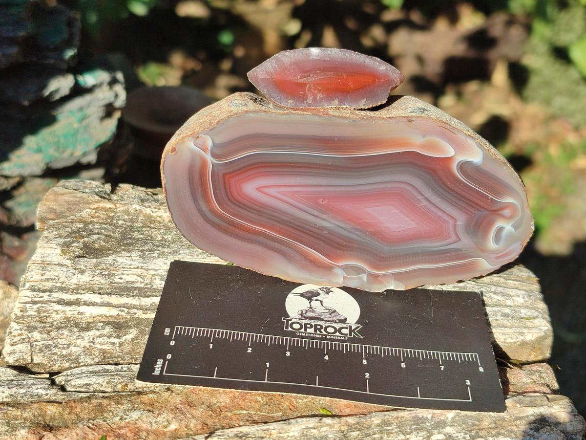 Polished One Side Red Shashe River Agate Nodules x 4 From Shashe River, Zimbabwe - Toprock Gemstones and Minerals 