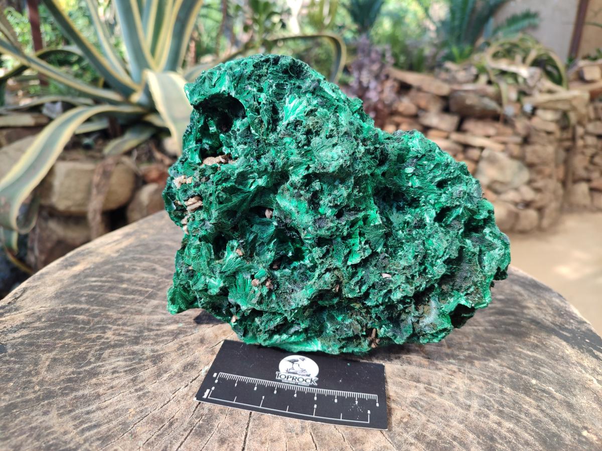 Natural Large Silky Malachite Specimen x 1 From Kasompe, Congo - Toprock Gemstones and Minerals 