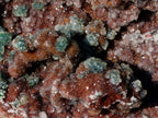 Natural Large Drusy Quartz Coated Ball Malachite on Red Dolomite Specimen x 1 From Mindingi Mine, Congo