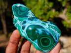Polished Malacolla Free Forms x 6 From Kulukuluku, Congo
