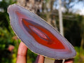 Polished One Side Red Shashe River Agate Nodules x 4 From Shashe River, Zimbabwe