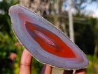 Polished One Side Red Shashe River Agate Nodules x 4 From Shashe River, Zimbabwe