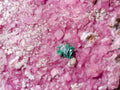 Natural Salrose Specimens on Dolomite Matrix x 6 From Kakanda, Congo