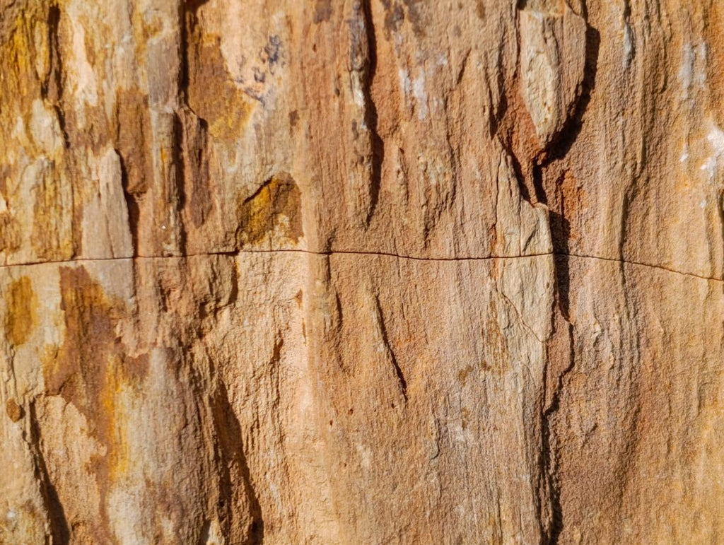 Polished On One Side Dadoxylon Petrified Wood Tree Branches x 4 From Gokwe, Zimbabwe