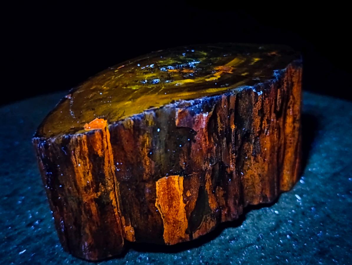 Polished On One Side Dadoxylon Petrified Wood Tree Branches x 4 From Gokwe, Zimbabwe