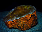 Polished On One Side Dadoxylon Petrified Wood Tree Branches x 4 From Gokwe, Zimbabwe