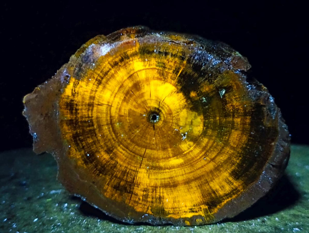 Polished On One Side Dadoxylon Petrified Wood Tree Branches x 4 From Gokwe, Zimbabwe