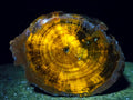 Polished On One Side Dadoxylon Petrified Wood Tree Branches x 4 From Gokwe, Zimbabwe
