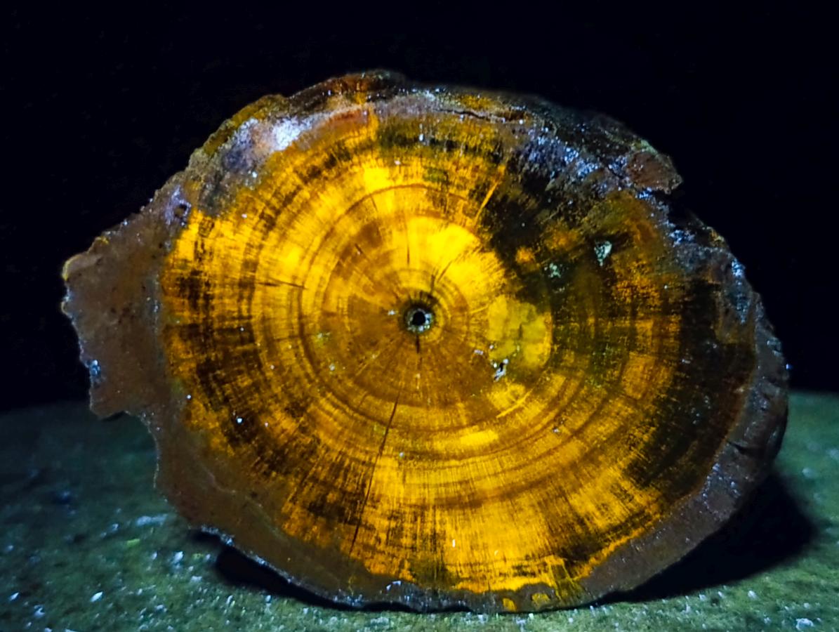 Polished On One Side Dadoxylon Petrified Wood Tree Branches x 4 From Gokwe, Zimbabwe