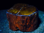 Polished On One Side Dadoxylon Petrified Wood Tree Branches x 4 From Gokwe, Zimbabwe