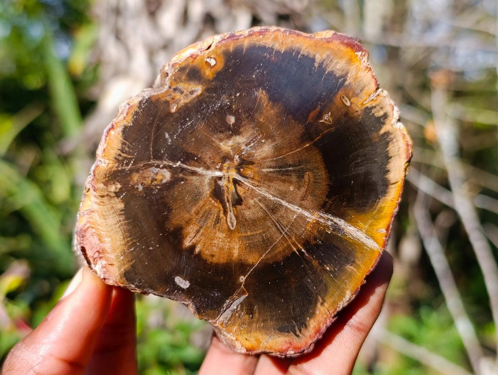 Polished On One Side Dadoxylon Petrified Wood Tree Branches x 4 From Gokwe, Zimbabwe