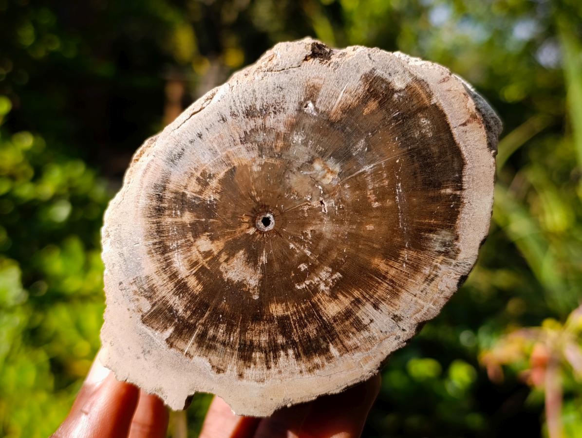 Polished On One Side Dadoxylon Petrified Wood Tree Branches x 4 From Gokwe, Zimbabwe