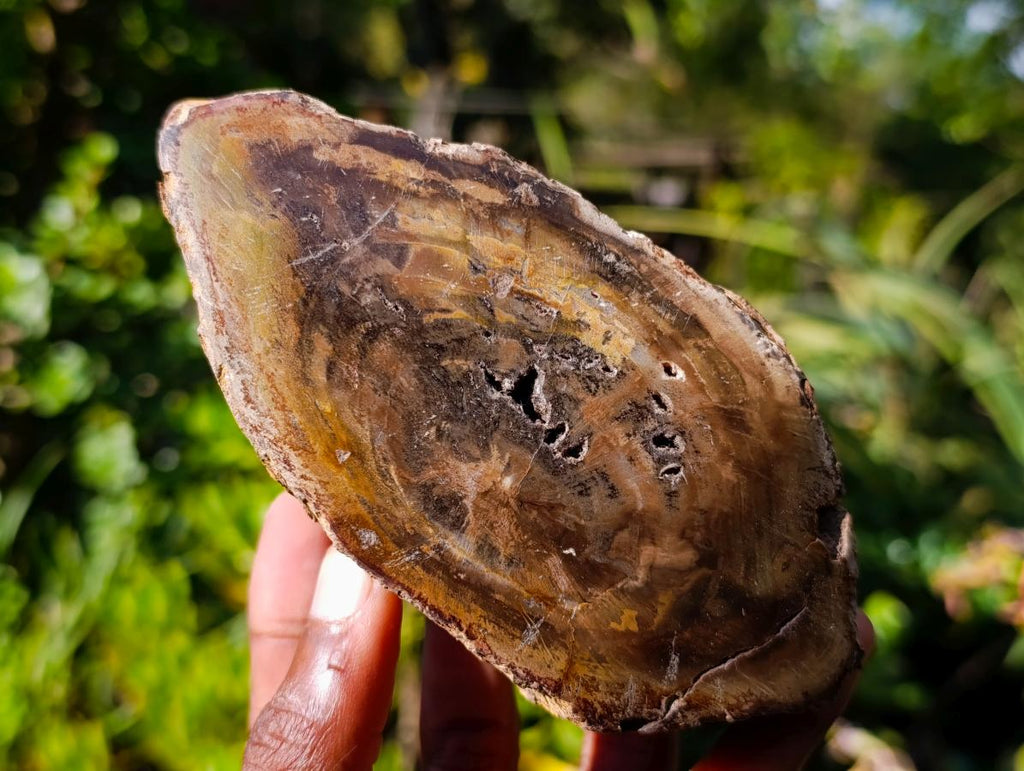 Polished On One Side Dadoxylon Petrified Wood Tree Branches x 4 From Gokwe, Zimbabwe