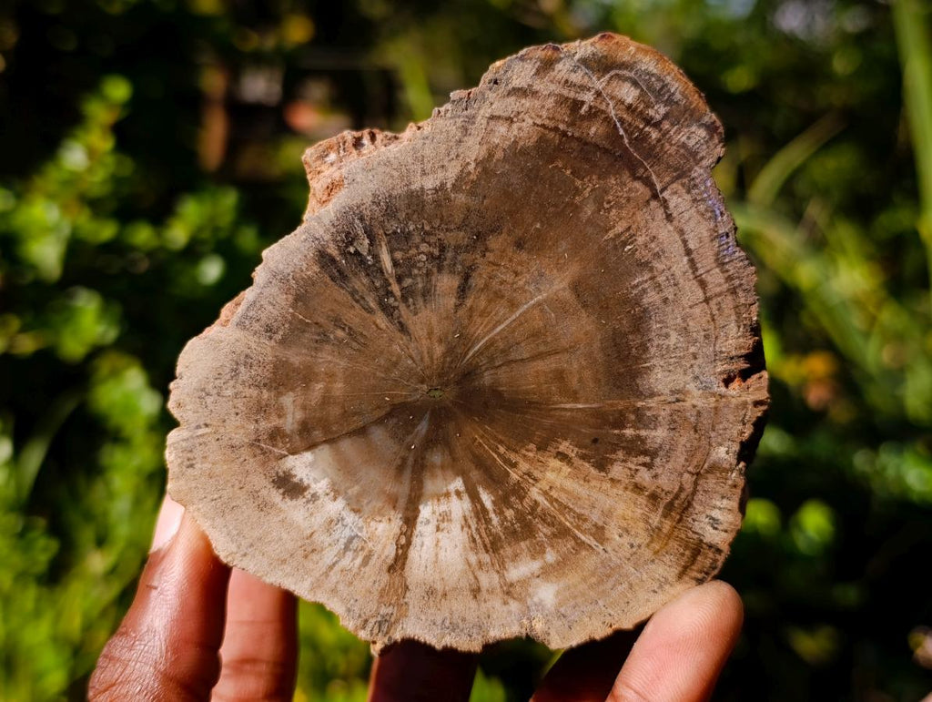 Polished On One Side Dadoxylon Petrified Wood Tree Branches x 4 From Gokwe, Zimbabwe