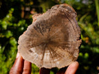 Polished On One Side Dadoxylon Petrified Wood Tree Branches x 4 From Gokwe, Zimbabwe