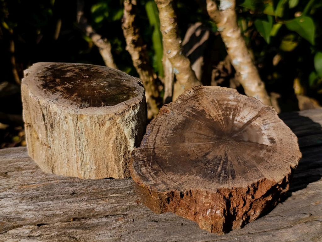 Polished On One Side Dadoxylon Petrified Wood Tree Branches x 4 From Gokwe, Zimbabwe