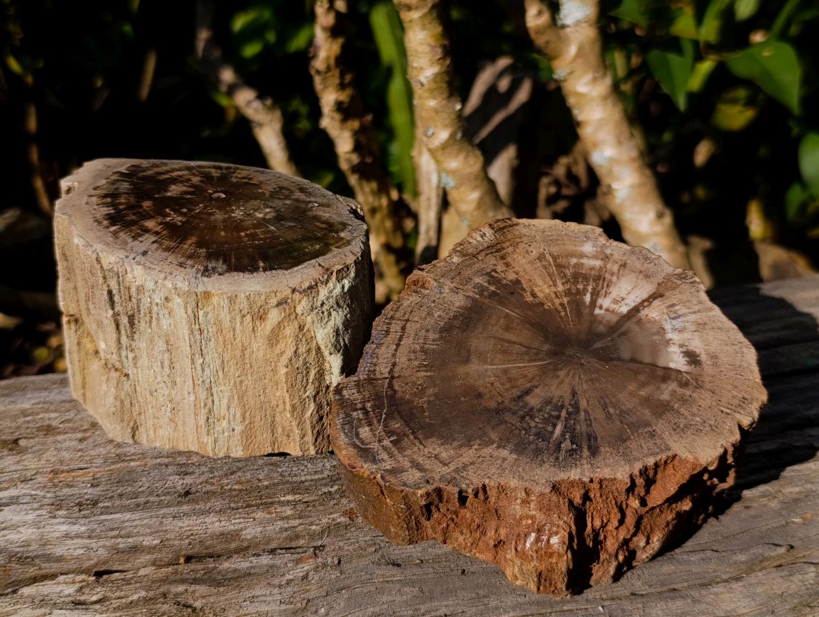 Polished On One Side Dadoxylon Petrified Wood Tree Branches x 4 From Gokwe, Zimbabwe