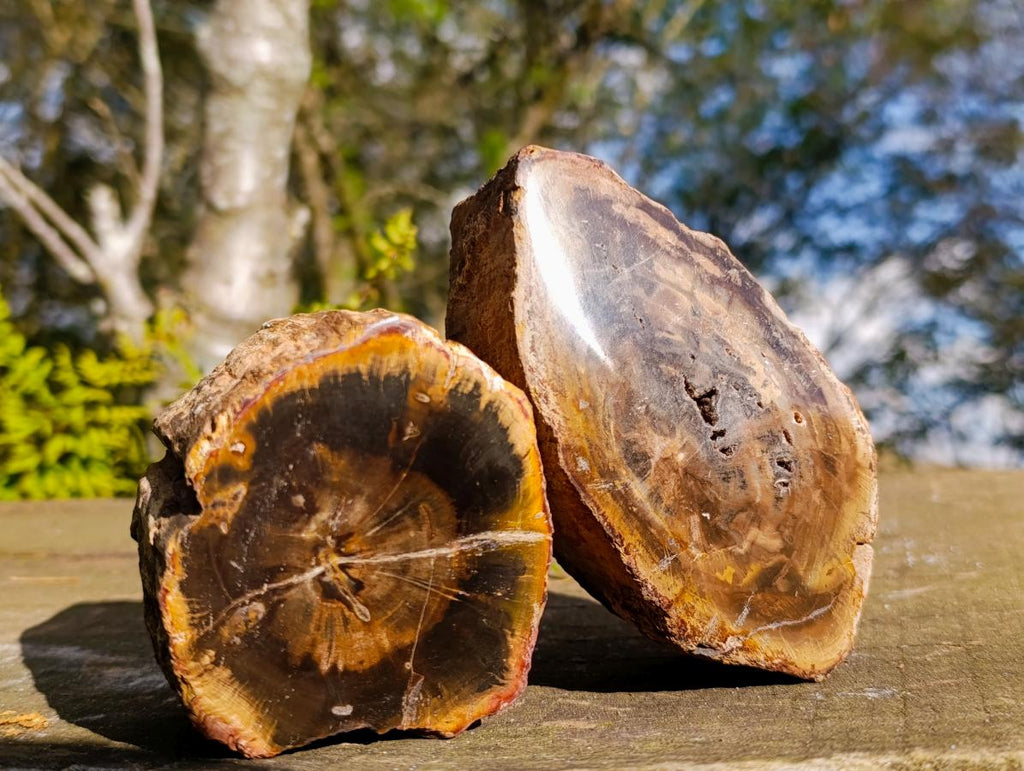Polished On One Side Dadoxylon Petrified Wood Tree Branches x 4 From Gokwe, Zimbabwe