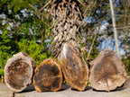 Polished On One Side Dadoxylon Petrified Wood Tree Branches x 4 From Gokwe, Zimbabwe