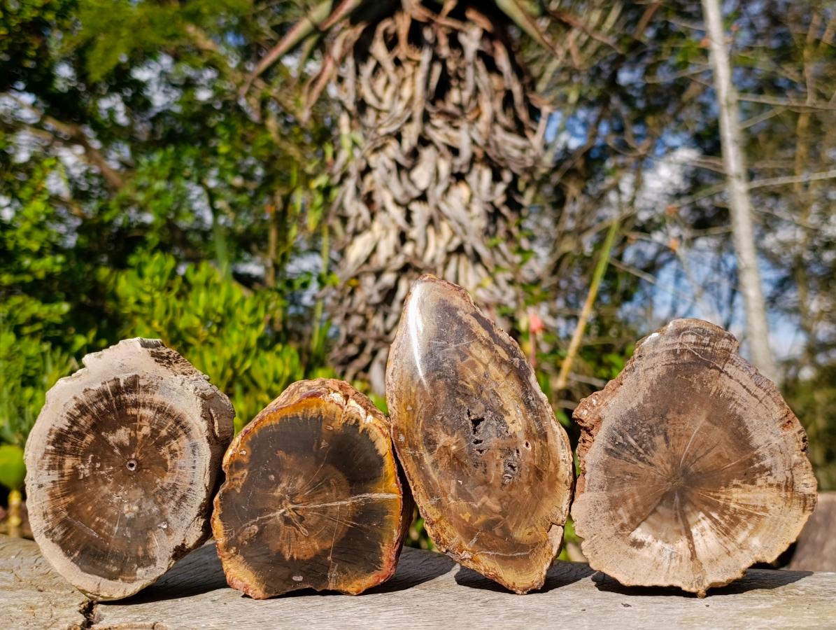 Polished On One Side Dadoxylon Petrified Wood Tree Branches x 4 From Gokwe, Zimbabwe
