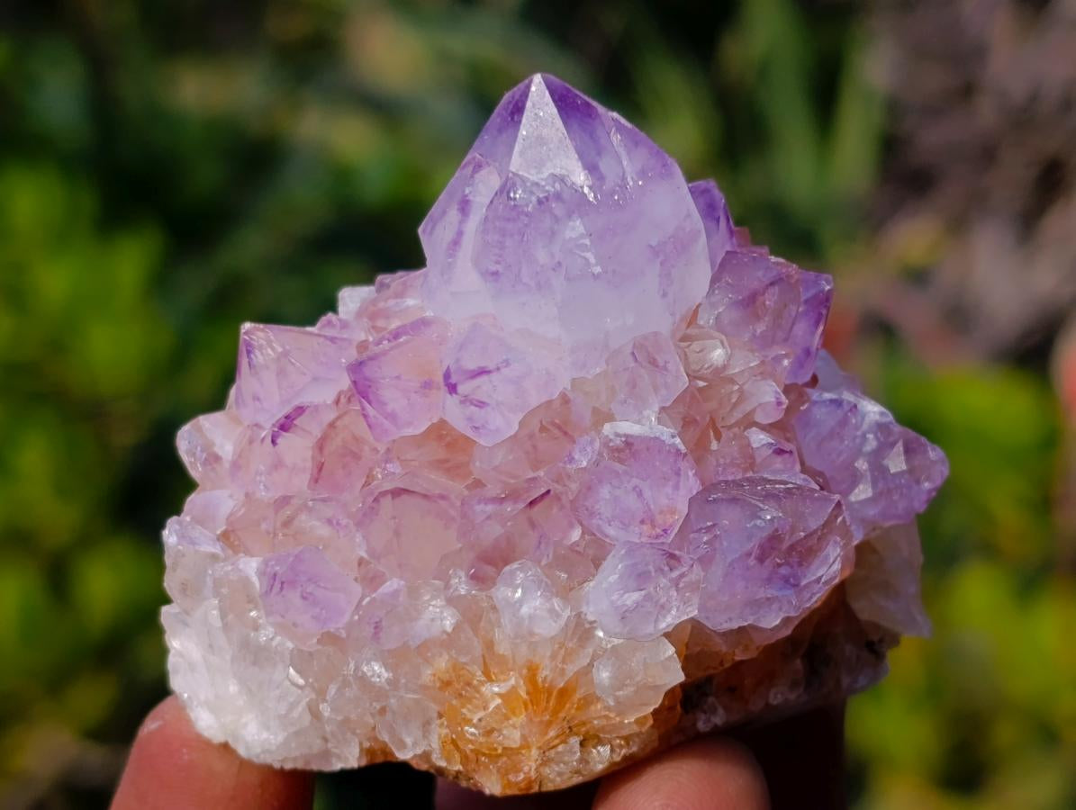 Natural Spirit Amethyst Clusters x 12 From Boekenhouthoek, South Africa