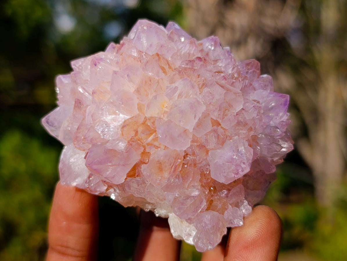 Natural Spirit Amethyst Clusters x 12 From Boekenhouthoek, South Africa
