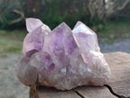 Natural Jacaranda Amethyst Clusters x 2 From Mumbwa, Zambia - Toprock Gemstones and Minerals 