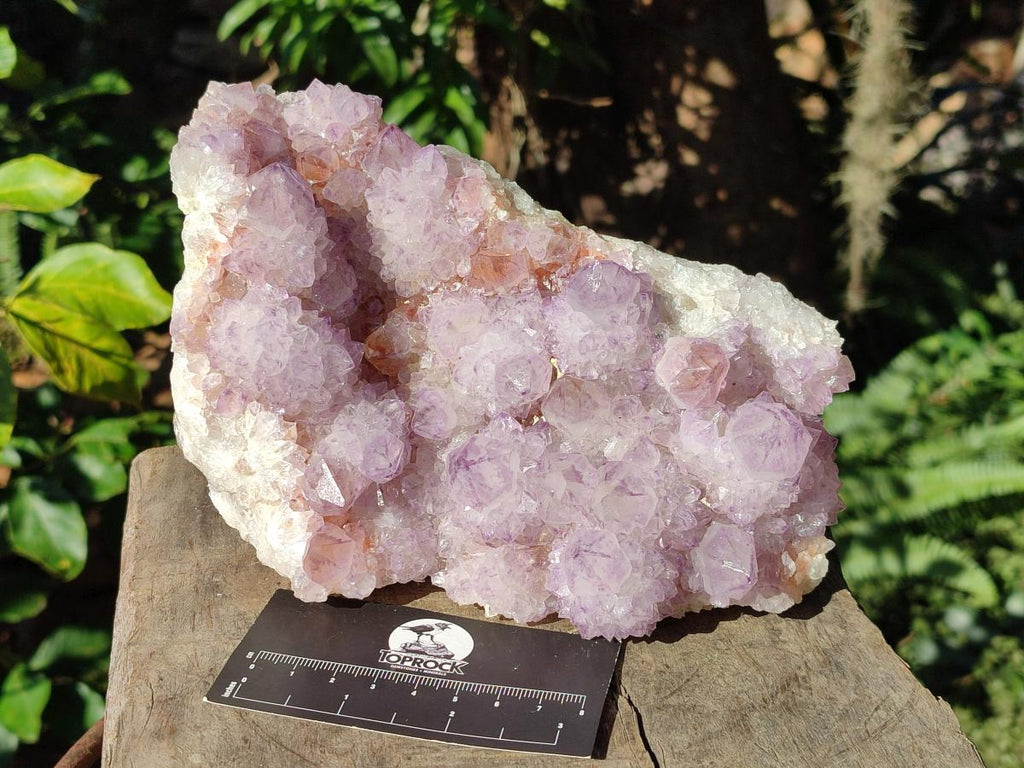 Natural Large Cabinet Size Spirit Amethyst Cluster x 1 From Boekenhouthoek, South Africa - Toprock Gemstones and Minerals 