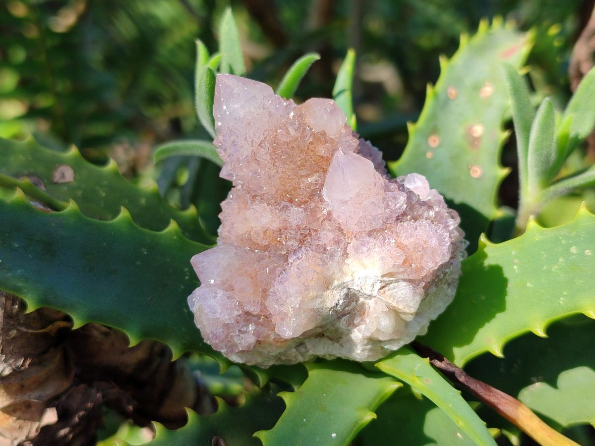 Natural Spirit Amethyst Crystals and Clusters x 20 From Boekenhouthoek, South Africa - Toprock Gemstones and Minerals 