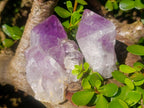 Polished Jacaranda Amethyst Single Crystals x 6 From Mumbwa, Zambia - Toprock Gemstones and Minerals 