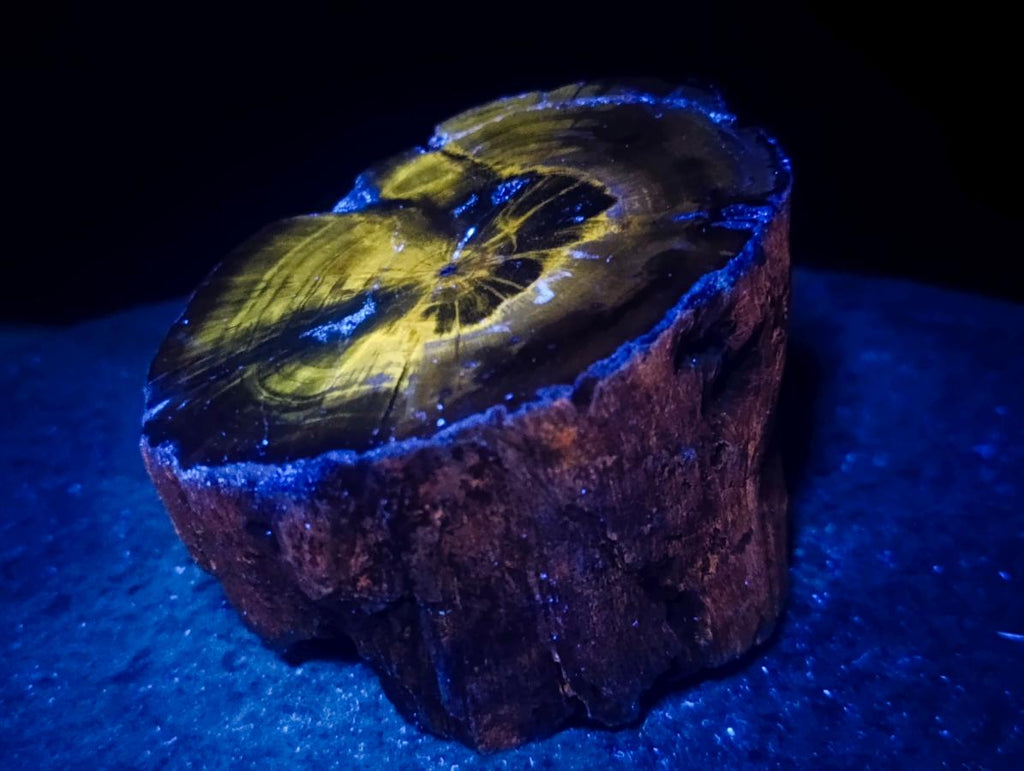 Polished Mixed Dadoxylon Petrified Wood Sphere and Branches x 3 From Gokwe, Zimbabwe - Toprock Gemstones and Minerals 
